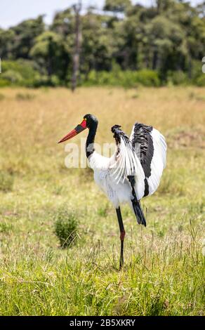 Cigognes femelles à bec de selle, ephippiorhynchus senegalensis, préening et étirant ses ailes dans le Mamai Mara, au Kenya. Concentrez-vous sur l'œil jaune, qui Banque D'Images