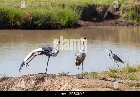 Une paire de grues à couronne grise, de balearica régulorum, et un héron gris, Ardea cinerea, sur les rives ou un trou d'eau dans le Masai Mara, au Kenya. Le mâle est Banque D'Images