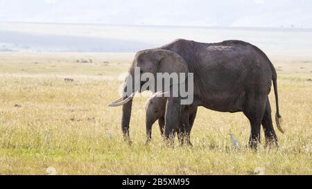 Mère et bébé éléphants d'Afrique, Loxodonta Africana, dans les prairies du Masi Mara, Kenya. Les aigrettes de bétail blanches peuvent être vues dans l'herbe autour Banque D'Images