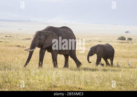 Mère et bébé éléphants d'Afrique, Loxodonta Africana, dans les prairies du Masi Mara, Kenya. Les aigrettes de bétail blanches peuvent être vues dans l'herbe autour Banque D'Images