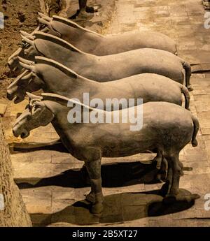 Chevaux de l'armée De Terre Cuite, mausolée du premier empereur Qin Qin Shi Huang, district de Lintong, Xi'an, province de Shaanxi, Chine Banque D'Images