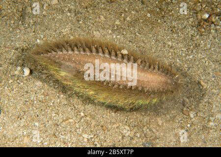 Souris de mer Banque D'Images