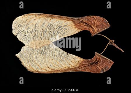 Acer tataricum, érable tatar, Tataren-Ahorn, gros plan, fruits (samara) Banque D'Images