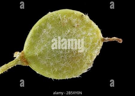 Alyssum Murale, Mauer-Steinkraut, gros plan, fruit Banque D'Images