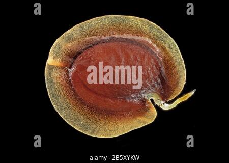 Alyssum Murale, Mauer-Steinkraut, gros plan, graine, diamètre de 2-3 mm Banque D'Images