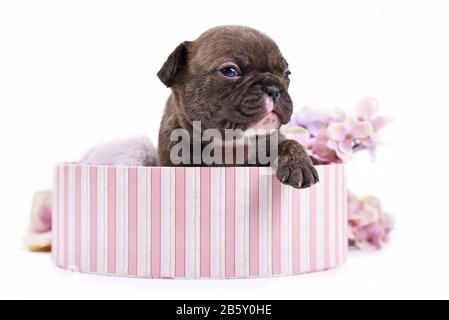 Chiot de chien buldog de couleur française à bringé au chocolat de 3 semaines avec yeux bleus dans une boîte rose sur fond blanc Banque D'Images