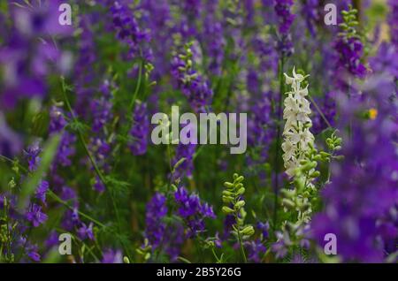 La fleur blanche Consolila regalis se démarque parmi la couleur pourpre d'eux pour le concept de saison de printemps. Banque D'Images