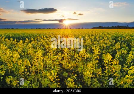 Coucher de soleil sur champ de colza Banque D'Images