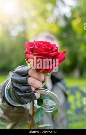 Main d'un homme dans les gants de cuir et des menottes, s'étend et donne une fleur rose rouge Banque D'Images