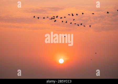 Troupeaux D'Oiseaux Sauvages Volant Dans Sunset Sunrise Orange Sky. Coucher De Soleil Au Coucher Du Soleil. Ciel Naturel Au Lever Du Soleil Dans Des Couleurs Chaudes. Banque D'Images
