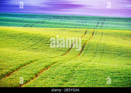 Les rangées de blé vert et les vagues des champs agricoles de la Moravie du Sud, République tchèque. Peut être utilisé comme fond de nature ou texture Banque D'Images