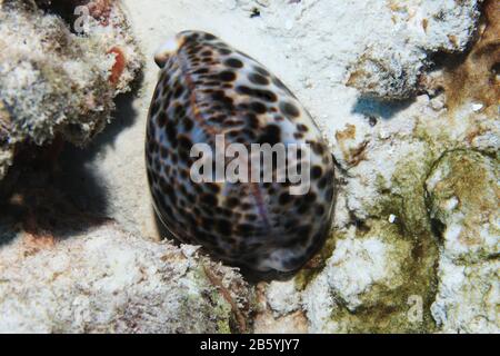 Tigre cow-rie escargot (Cyprea tigris) sous l'eau dans le récif tropical de corail des Maldives Banque D'Images