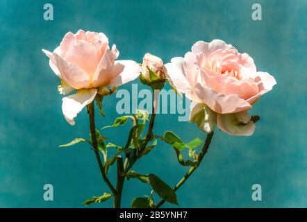 Rosa. Bush rose. Var. André le notre. France du Sud-Ouest. Banque D'Images