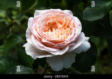 Rosa. Bush rose. Var. André le notre. France du Sud-Ouest. Banque D'Images