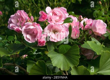 Rosa. Bush rose. Var Mareva. Rose fleurie.Sud-ouest de la France. Banque D'Images