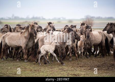 Nordermeldorf, Allemagne. 9 mars 2020. Les chevaux Konik se trouvent dans une clôture mobile. Certains d'entre eux doivent être capturés pour des examens. Les chevaux sauvages de type poney vivent dans la nature dans le Meldorfer Speicherkoog (district de Dithmarschen) et sont actuellement en partie en mauvais état. Crédit: Daniel Reinhardt/Dpa/Alay Live News Banque D'Images