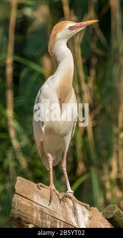 petite aigrette de bétail blanc (bubububucus ibis) se tenant dans un zoo Banque D'Images