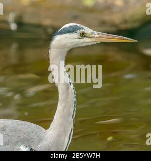 portrait d'un grand héron bleu dans le zoo Banque D'Images