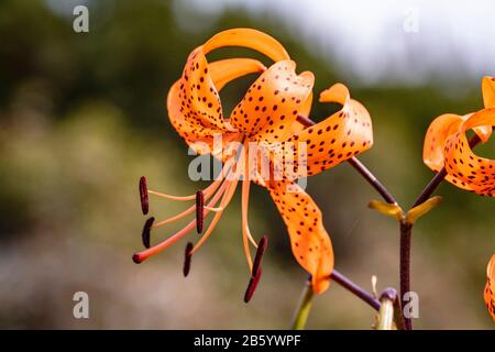 tigre orange avec un fond flou Banque D'Images