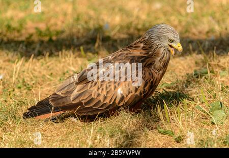 hawk sur le terrain regardant dans l'herbe Banque D'Images