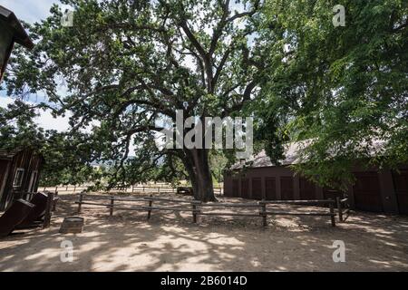 Célèbre chêne connu sous le nom de Witness Tree au parc national des États-Unis Santa Monica Mountains Paramount Ranch Property. L'arbre historique et le Western b Banque D'Images