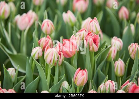 Contexte gros plan du champ de tulipes roses pastel sur plantation de fleurs en serre, espace de copie Banque D'Images