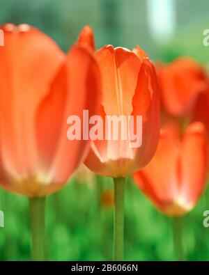 fleurs de tulipe printanière dans le jardin, ambiance romantique et rêveuse, lave luxuriante et couleurs aqua menthe Banque D'Images