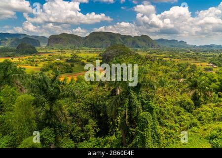 Vallée de Vinales site touristique populaire dans la province de Pinar del Rio, Cuba Banque D'Images