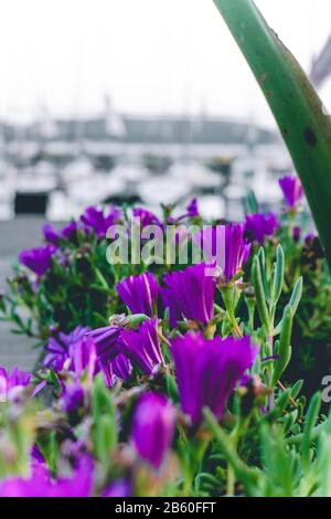 Portrait photographie - gros plan de belles fleurs violettes avec feuilles vertes Banque D'Images