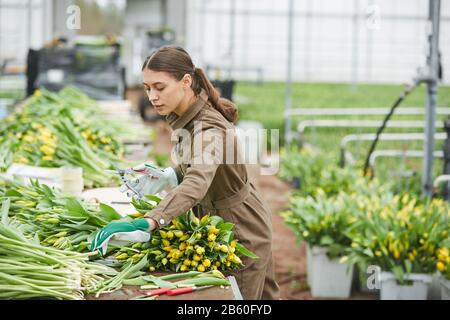 Vue latérale de la jeune travailleuse qui trie des tulipes fraîches dans une plantation de fleurs dans une serre industrielle, espace de copie Banque D'Images