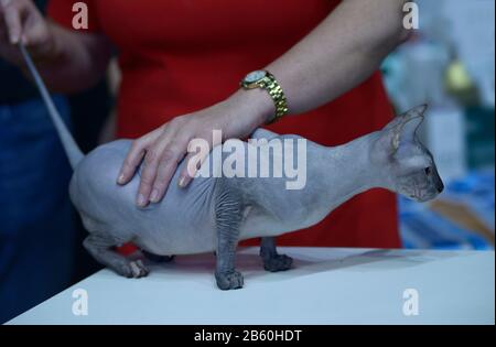 Chat pedipidsphynx debout sur une table, une femme juge mains la tenant estimant sa couleur et ses proportions. Spectacle Cat Banque D'Images