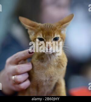 Pedipidité chat Abyssinian debout sur une table, une femme juge la main la tenant estimant sa couleur et ses proportions. Spectacle Cat Banque D'Images