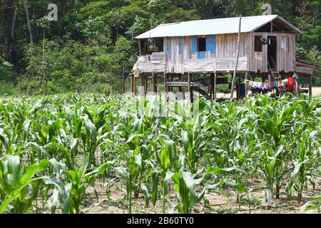 Petite ferme sur l'île fluviale d'Amazon Banque D'Images