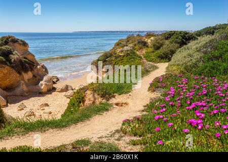 Sentier et paysage printanier plages d'Albufeira. Fleurs au premier plan. Banque D'Images