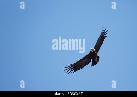 Condor andin et ciel bleu Banque D'Images