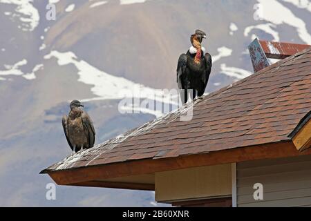 Les condors andins sauvages perchés sur un toit, les Andes chiliennes Banque D'Images
