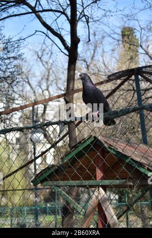 Le pigeon feral, le pigeon de roche, le pigeon commun (Columba livia) se trouve sur le bord d'une clôture. Banque D'Images