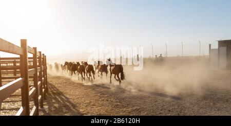 Chevaux en corral. Cavaliers escortés au coucher du soleil. Banque D'Images