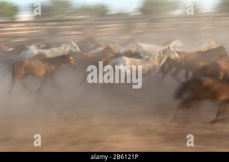 Image floue sans foyer de chevaux en mouvement. Guides dans le calage. Banque D'Images