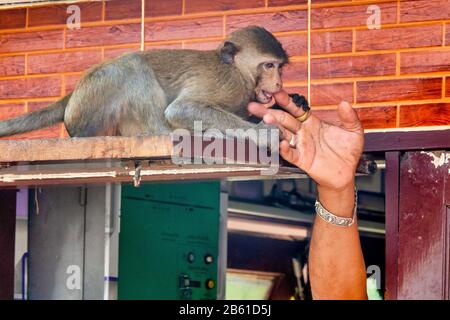 Homme jouant avec une macaque de crabe (Macaca fascicularis) à Lophburi, Thaïlande, Banque D'Images