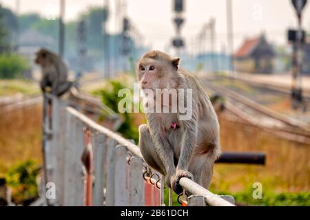 Macaque de crabe (Macaca fascicularis) sur une clôture près de la gare, Lophburi, Thaïlande Banque D'Images