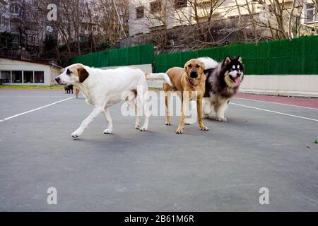 Les chiens jouant dans le parc Banque D'Images