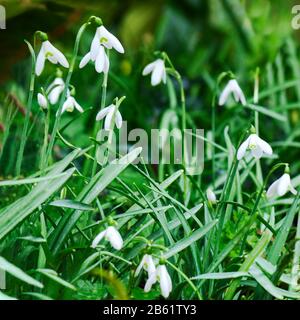 les chutes de neige fleuries poussent dans la nature Banque D'Images
