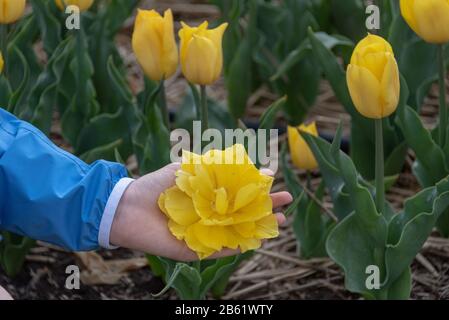 Schwaneberg, Allemagne. 26 avril 2019. Quelqu'un montre la fleur d'une tulipe jaune. Crédit: Stephan Schulz/dpa-Zentralbild/ZB/dpa/Alay Live News Banque D'Images