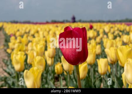 Schwaneberg, Allemagne. 26 avril 2019. Une tulipe rouge se tient dans un champ avec des tulipes jaunes. Crédit: Stephan Schulz/dpa-Zentralbild/ZB/dpa/Alay Live News Banque D'Images