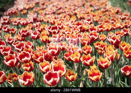 Schwaneberg, Allemagne. 26 avril 2019. Un champ de tulipes. La société Degenhardt cultive des tulipes sur environ 50 hectares près de Schwaneberg. Crédit: Stephan Schulz/dpa-Zentralbild/ZB/dpa/Alay Live News Banque D'Images