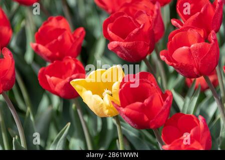Schwaneberg, Allemagne. 26 avril 2019. Une tulipe jaune se tient dans un champ avec des tulipes rouges. Crédit: Stephan Schulz/dpa-Zentralbild/ZB/dpa/Alay Live News Banque D'Images