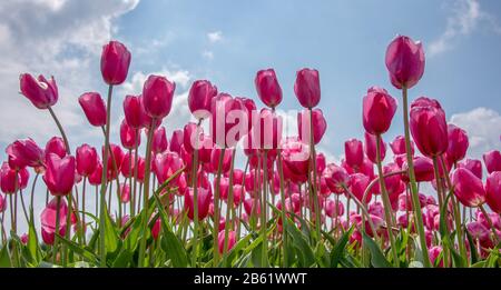 Schwaneberg, Allemagne. 26 avril 2019. Un champ de tulipes. La société Degenhardt cultive des tulipes sur environ 50 hectares près de Schwaneberg. Crédit: Stephan Schulz/dpa-Zentralbild/ZB/dpa/Alay Live News Banque D'Images