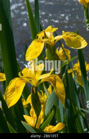 L'iris jaune sur fond d'eau flou. Iris pseudacorus dans la nature. Banque D'Images