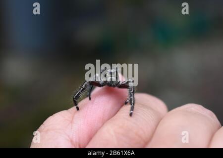 Une araignée sauteuse Java mâle rampant à la main. Banque D'Images